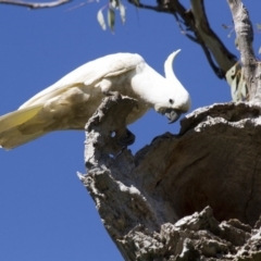 Cacatua galerita (Sulphur-crested Cockatoo) at Dunlop, ACT - 22 Oct 2016 by AlisonMilton