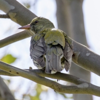 Oriolus sagittatus (Olive-backed Oriole) at Dunlop, ACT - 22 Oct 2016 by Alison Milton