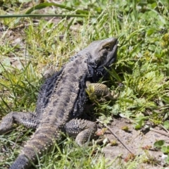 Pogona barbata (Eastern Bearded Dragon) at Hawker, ACT - 22 Oct 2016 by AlisonMilton