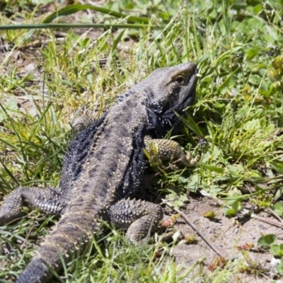 Pogona barbata (Eastern Bearded Dragon) at The Pinnacle - 22 Oct 2016 by AlisonMilton