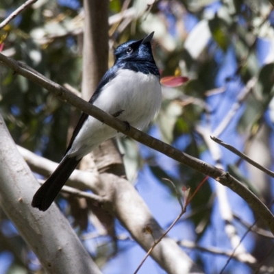 Myiagra cyanoleuca (Satin Flycatcher) at Latham, ACT - 22 Oct 2016 by Alison Milton