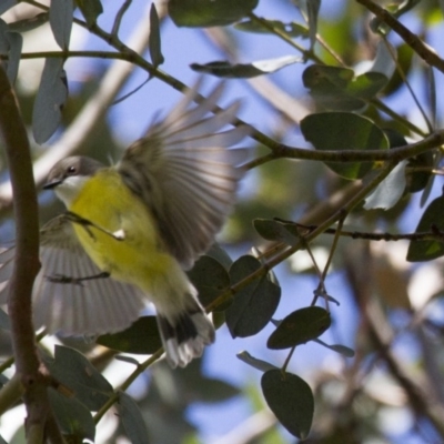 Gerygone olivacea (White-throated Gerygone) at The Pinnacle - 23 Oct 2016 by AlisonMilton