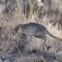 Bettongia gaimardi (Eastern Bettong, Tasmanian Bettong) at Gungahlin, ACT - 16 Jul 2017 by SallyandPeter