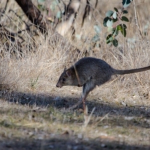 Bettongia gaimardi at Gungahlin, ACT - 16 Jul 2017 01:20 PM