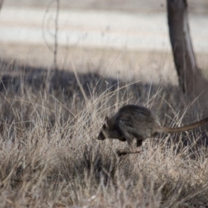 Bettongia gaimardi at Gungahlin, ACT - 16 Jul 2017