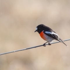 Petroica boodang (Scarlet Robin) at Murrumbateman, NSW - 16 Jul 2017 by SallyandPeter