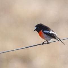 Petroica boodang (Scarlet Robin) at Murrumbateman, NSW - 15 Jul 2017 by SallyandPeter