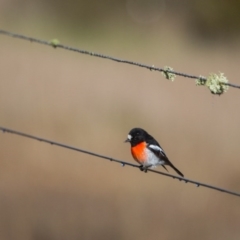 Petroica boodang at Murrumbateman, NSW - 16 Jul 2017 09:38 AM