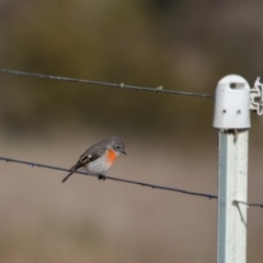 Petroica boodang at Murrumbateman, NSW - 16 Jul 2017 09:38 AM
