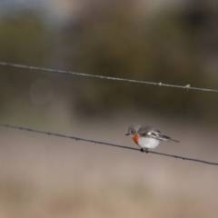 Petroica boodang at Murrumbateman, NSW - 16 Jul 2017 09:38 AM