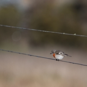 Petroica boodang at Murrumbateman, NSW - 16 Jul 2017 09:38 AM