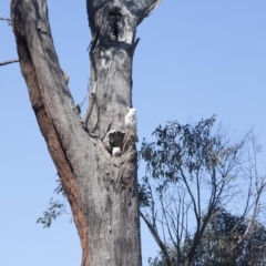 Cacatua galerita (Sulphur-crested Cockatoo) at Dunlop, ACT - 31 Aug 2013 by AlisonMilton