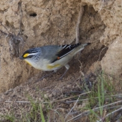 Pardalotus striatus (Striated Pardalote) at Hawker, ACT - 31 Aug 2013 by AlisonMilton