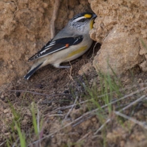 Pardalotus striatus at Hawker, ACT - 1 Sep 2013 12:44 PM