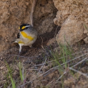 Pardalotus striatus at Hawker, ACT - 1 Sep 2013 12:44 PM