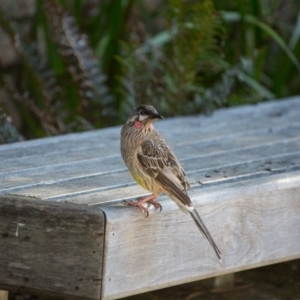 Anthochaera carunculata at Acton, ACT - 16 Jul 2017