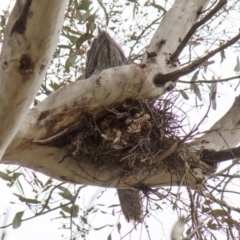 Podargus strigoides (Tawny Frogmouth) at The Pinnacle - 22 Sep 2013 by AlisonMilton