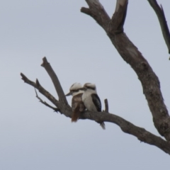 Dacelo novaeguineae (Laughing Kookaburra) at The Pinnacle - 22 Sep 2013 by AlisonMilton