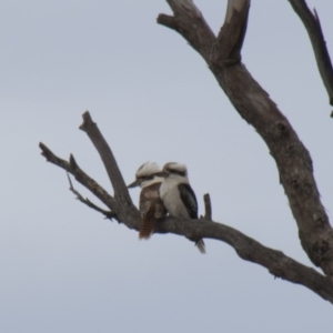 Dacelo novaeguineae at Hawker, ACT - 22 Sep 2013 12:20 PM