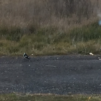 Grallina cyanoleuca (Magpie-lark) at Royalla, NSW - 16 Jul 2017 by Quantumcat