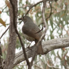 Ptilonorhynchus violaceus (Satin Bowerbird) at Hawker, ACT - 22 Sep 2013 by AlisonMilton