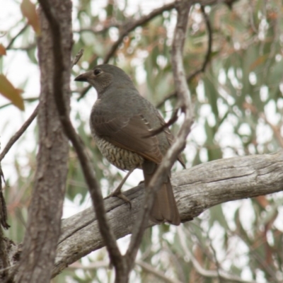 Ptilonorhynchus violaceus (Satin Bowerbird) at Hawker, ACT - 22 Sep 2013 by Alison Milton