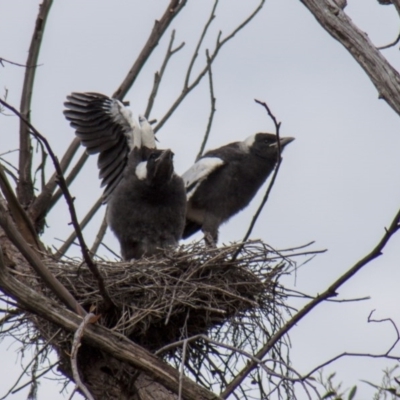 Gymnorhina tibicen (Australian Magpie) at Hawker, ACT - 10 Oct 2010 by AlisonMilton