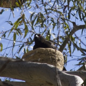 Corcorax melanorhamphos at Hawker, ACT - 15 Sep 2012