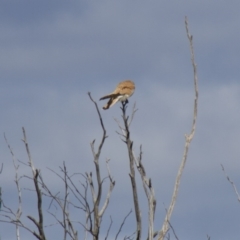 Falco cenchroides (Nankeen Kestrel) at Belconnen, ACT - 29 Sep 2012 by Alison Milton