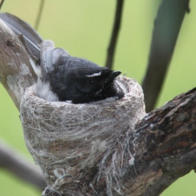 Rhipidura leucophrys (Willie Wagtail) at Hawker, ACT - 24 Oct 2010 by AlisonMilton