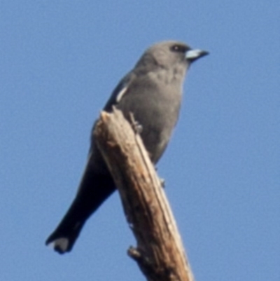 Artamus cyanopterus (Dusky Woodswallow) at Hawker, ACT - 28 Apr 2013 by AlisonMilton