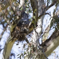 Podargus strigoides (Tawny Frogmouth) at Hawker, ACT - 26 Oct 2014 by AlisonMilton