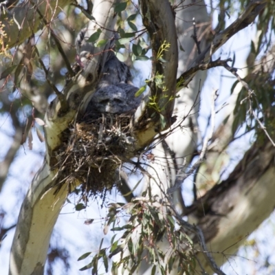 Podargus strigoides (Tawny Frogmouth) at Hawker, ACT - 26 Oct 2014 by AlisonMilton