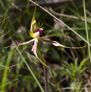 Caladenia atrovespa at Hawker, ACT - 26 Oct 2014