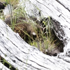 Tachyglossus aculeatus at Dunlop, ACT - 26 Oct 2014