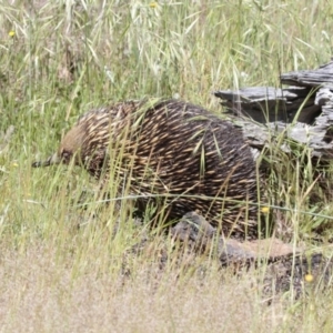 Tachyglossus aculeatus at Dunlop, ACT - 26 Oct 2014