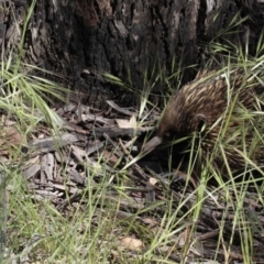 Tachyglossus aculeatus at Dunlop, ACT - 26 Oct 2014