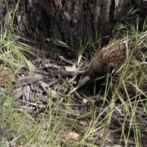 Tachyglossus aculeatus at Dunlop, ACT - 26 Oct 2014