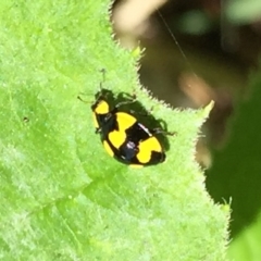 Illeis galbula (Fungus-eating Ladybird) at O'Connor, ACT - 7 Mar 2015 by ibaird