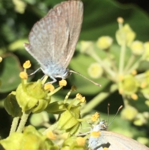 Zizina otis at Bellmount Forest, NSW - 9 Mar 2015