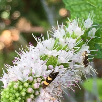 Glyphipterix chrysoplanetis (A Sedge Moth) at O'Connor, ACT - 8 Mar 2015 by ibaird