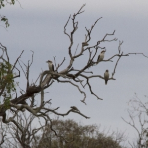 Dacelo novaeguineae at Belconnen, ACT - 25 Mar 2017 09:26 AM