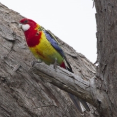 Platycercus eximius (Eastern Rosella) at The Pinnacle - 25 Mar 2017 by AlisonMilton