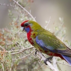 Platycercus elegans (Crimson Rosella) at The Pinnacle - 25 Mar 2017 by AlisonMilton