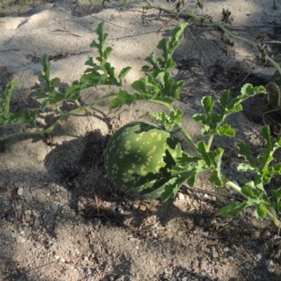 Citrullus amarus (Wild Melon, Camel Melon, Bitter Melon) at Paddys River, ACT - 7 Mar 2017 by michaelb