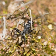 Camponotus suffusus (Golden-tailed sugar ant) at The Pinnacle - 25 Mar 2017 by AlisonMilton