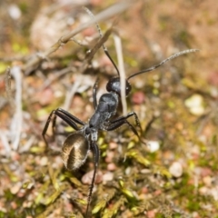 Camponotus suffusus (Golden-tailed sugar ant) at The Pinnacle - 24 Mar 2017 by Alison Milton