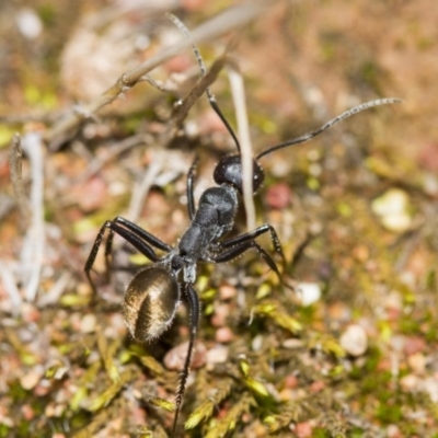 Camponotus suffusus (Golden-tailed sugar ant) at Hawker, ACT - 24 Mar 2017 by Alison Milton