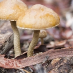 zz agaric (stem; gills not white/cream) at Hawker, ACT - 25 Mar 2017 by Alison Milton