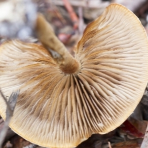 zz agaric (stem; gills not white/cream) at Hawker, ACT - 25 Mar 2017